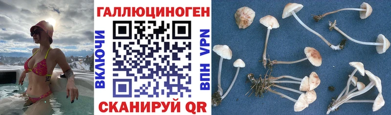 Псилоцибиновые грибы Psilocybine cubensis  цена наркотик  Новодвинск 